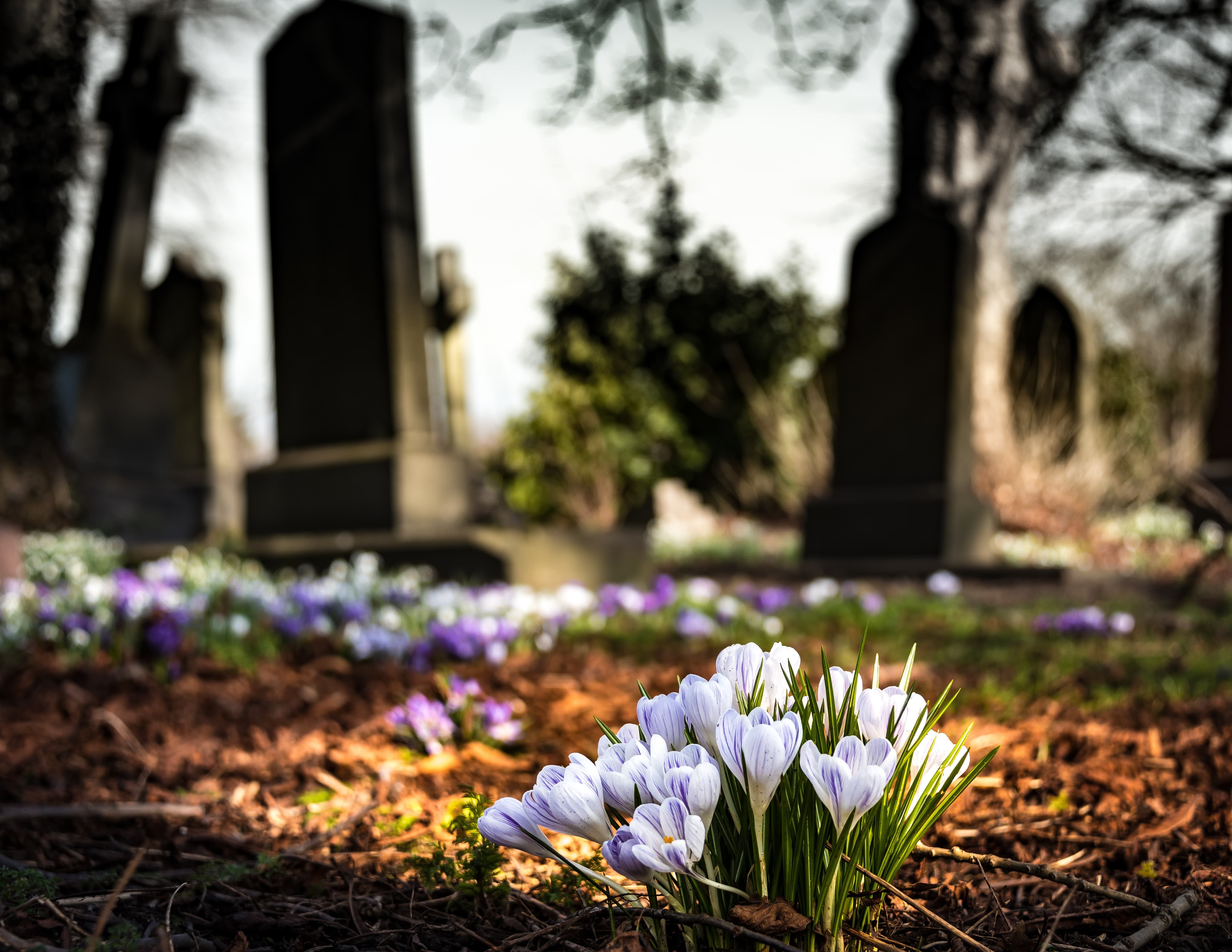 Cimetière : concession et colombarium