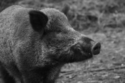 sanglier